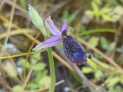 Ophrys bertolonii bertolonii