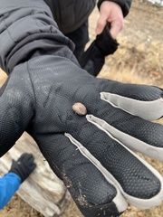 Dermacentor albipictus