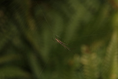 Tetragnatha