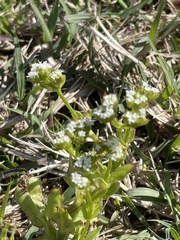 Valerianella amarella