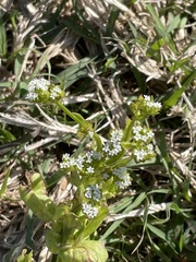 Valerianella amarella