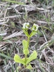 Valerianella amarella