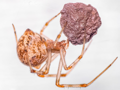 Parasteatoda tepidariorum