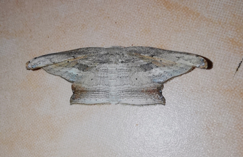 Phalacra acutipennis