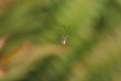 Tetragnatha