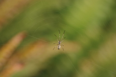 Tetragnatha