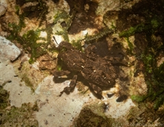 Poropterus difficilis