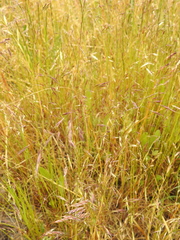Deschampsia danthonioides