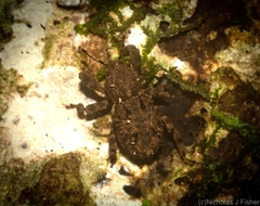 Poropterus difficilis