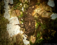 Poropterus difficilis