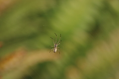 Tetragnatha