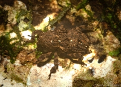 Poropterus difficilis