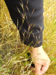 Deschampsia danthonioides