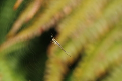 Tetragnatha