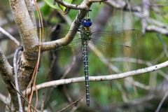 Coryphaeschna ingens
