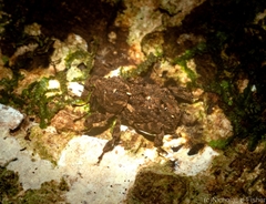 Poropterus difficilis