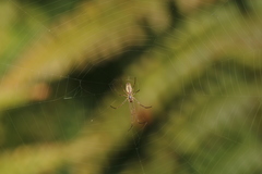 Tetragnatha