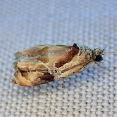 Zomaria interruptolineana