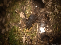 Poropterus submaculatus