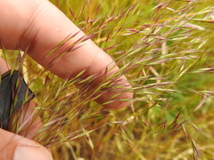 Deschampsia danthonioides