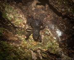 Poropterus submaculatus