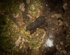 Poropterus submaculatus