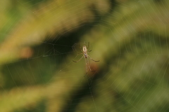 Tetragnatha