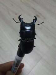 Serrognathus kyanrauensis