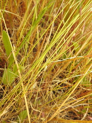 Deschampsia danthonioides
