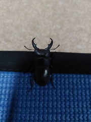 Serrognathus kyanrauensis