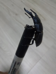 Serrognathus kyanrauensis