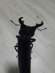 Serrognathus kyanrauensis