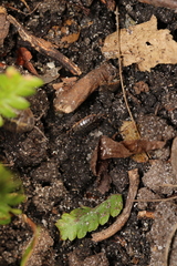Philoscia muscorum