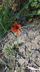 Papaver apulum