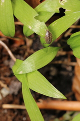 Philoscia muscorum