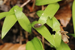 Philoscia muscorum