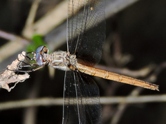 Macrothemis inacuta