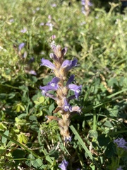 Phelipanche nana