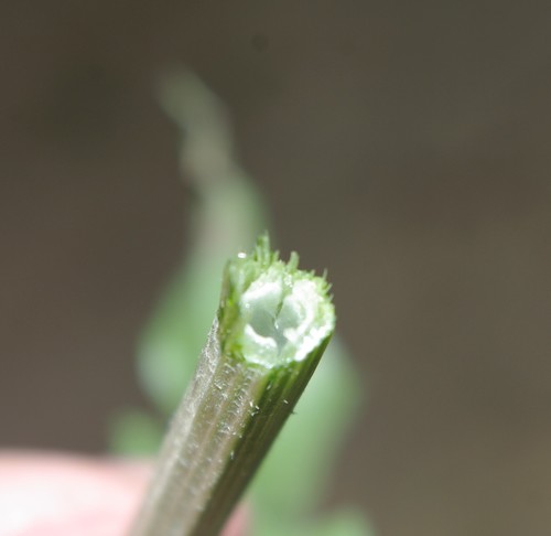 Crepis vesicaria subsp. vesicaria image