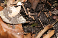 Philoscia muscorum