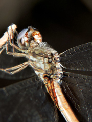 Macrothemis inacuta