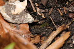 Philoscia muscorum