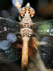 Macrothemis inacuta
