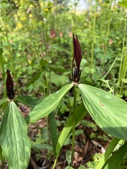 Trillium lancifolium