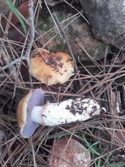 Phlegmacium luteocingulatum