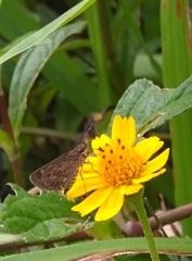 Hesperiinae