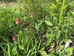 Trillium lancifolium