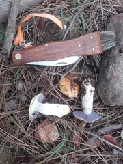 Phlegmacium luteocingulatum