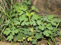 Peucedanum japonicum