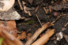 Philoscia muscorum